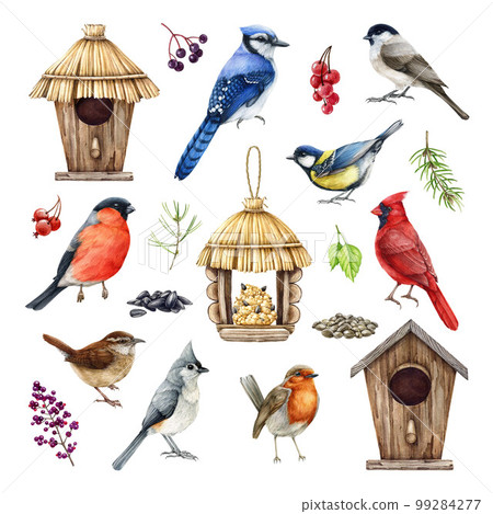 Backyard birds, birdhouse, feeder, natural elements illustration set. Hand drawn common garden birds. Realistic detailed blue jay, red cardinal, wren, bullfinch, chickadee, berries and seeds set 99284277