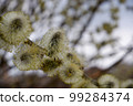Pussy willow branches background, close-up. Willow twigs with catkins. Spring easter pussy willow branches. 99284374