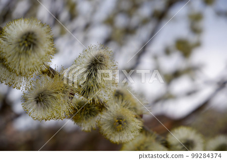 Pussy willow branches background, close-up. Willow twigs with catkins. Spring easter pussy willow branches. Pussy willow branches background, close-up. Willow twigs with catkins. Spring easter pussy willow branches. 99284374