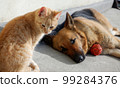 Friendship of a ginger cat and a German shepherd. The animals are enjoying the rays of the spring sun. 99284376
