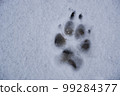Paw footprint of an adult German Shepherd dog in fresh, white snow. 99284377