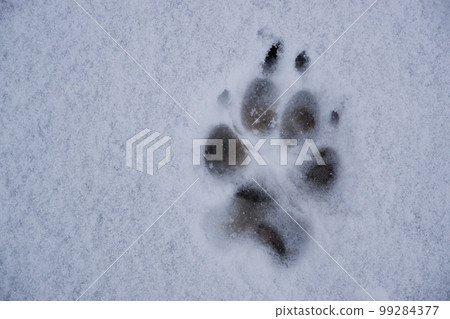 Paw footprint of an adult German Shepherd dog in fresh, white snow. Paw footprint of an adult German Shepherd dog in fresh, white snow. 99284377