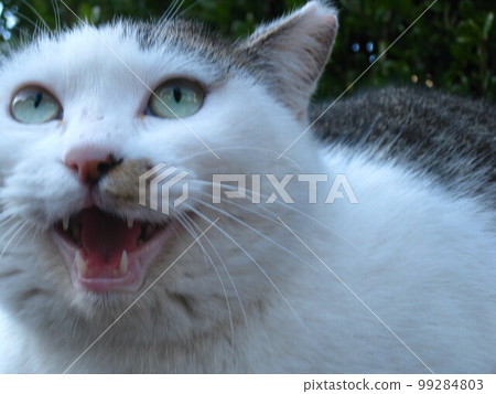 Nyan Churu Please! ! 99284803