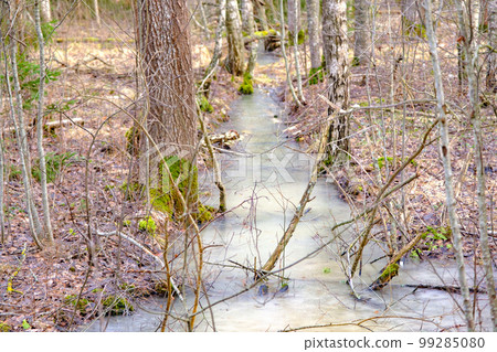 A frozen small ditch in the forest between the trees in spring 99285080