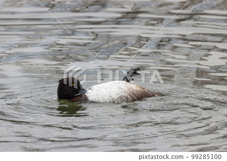 漂浮在池塘中的簇絨鴨露出它的肚子 99285100