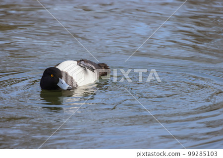 漂浮在池塘中的簇絨鴨露出它的肚子 99285103