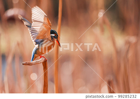擱在枯蓮莖上的翠鳥 擱在枯蓮莖上的翠鳥 99285232