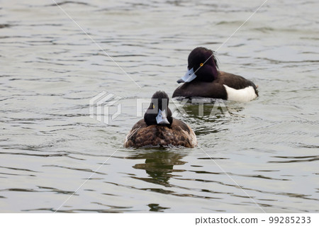 池塘里輪流游動的絨鴨 99285233