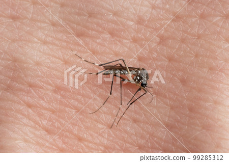 Malaria mosquito on human skin background Malaria mosquito on human skin background 99285312