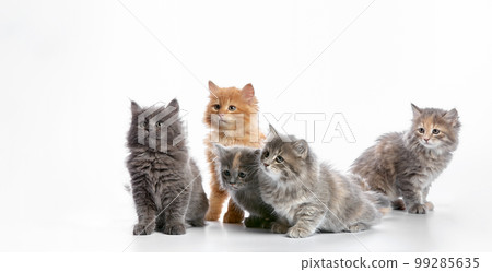 group portrait cute 5 week old kittens looking in different directions isolated on white background 99285635