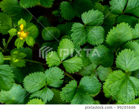 The Mock Strawberry plant for ground cover in the garden The Mock Strawberry plant for ground cover in the garden 99285686
