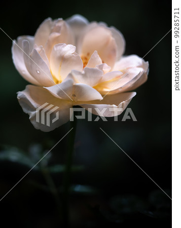 Shape and colors of Ambridge roses that blooming in Tropical climates Shape and colors of Ambridge roses that blooming in Tropical climates 99285711