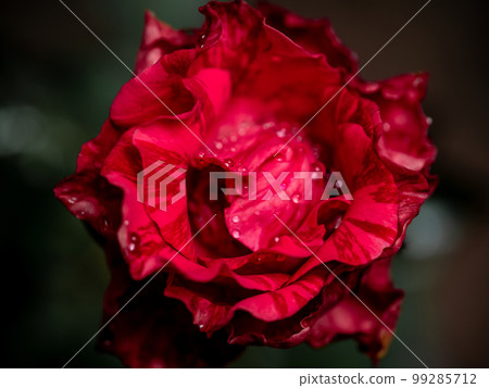 Delicate Red Intrusion rose petals as nature background Delicate Red Intrusion rose petals as nature background 99285712