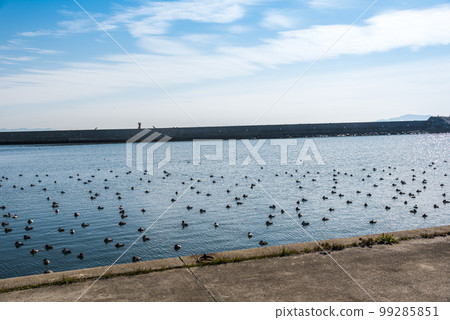 《Aichi Prefecture》Gamagori City Ducks flying to Katahara fishing port 99285851
