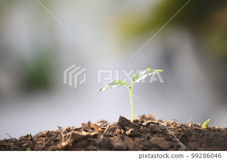 Small young green plants growing with natural lightning 99286046