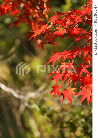 秋葉 (Momiji) 日本 秋天 99286147
