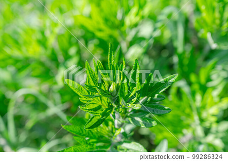 明亮的yomogi葉子 99286324