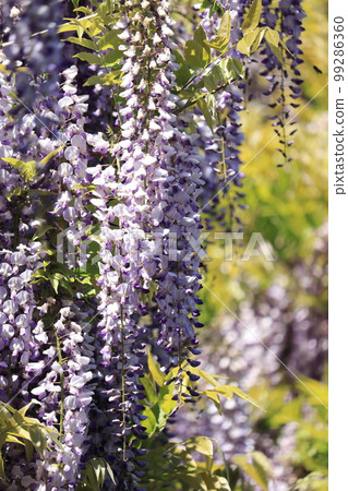 一朵紫色的紫藤花，長長的垂花像髮夾一樣綻放 99286360