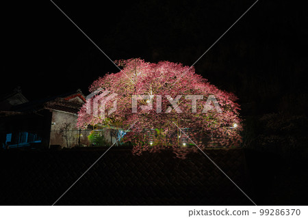 初開寺,早開的河津櫻花,夜間燈火通明 初開寺,早開的河津櫻花,夜間燈火通明 99286370