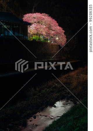 Shokai-ji Temple, early-blooming Kawazu cherry blossoms, illuminated at night 99286385