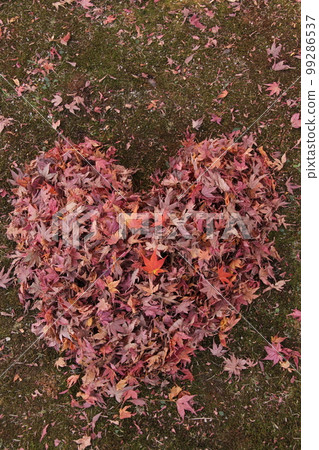 Love autumn leaves (heart maple) love autumn background material gradation natural art 99286537