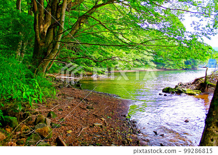 [Kanagawa] Hakone in early summer: Bright green in front of Kuzuryu Shrine Hongu and Lake Ashinoko 99286815