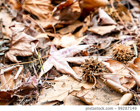 Winter scenery Fallen leaves and thorny maple syrup 99287149