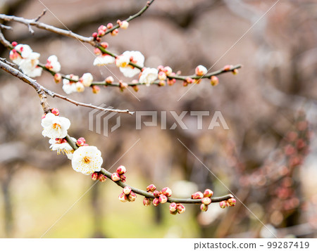Beautiful plum blossoms beginning to bloom in the New Year White plum blossoms Beautiful plum blossoms beginning to bloom in the New Year White plum blossoms 99287419