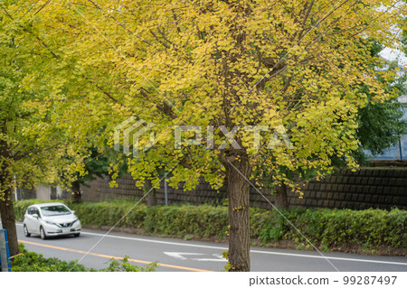 一輛汽車沿著一排泛黃的銀杏樹行駛 一輛汽車沿著一排泛黃的銀杏樹行駛 99287497