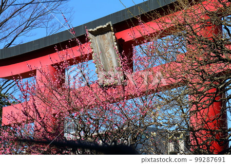 龜戶天神梅花節 鳥居和紅梅 東京都江東區龜戶 龜戶天神梅花節 鳥居和紅梅 東京都江東區龜戶 99287691
