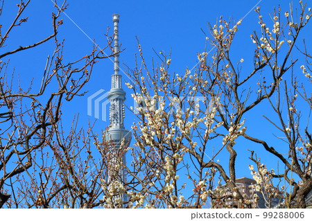 Kameido Tenjin Plum Festival Ume White Plum Blossoms and Skytree Kameido, Koto-ku, Tokyo Kameido Tenjin Plum Festival Ume White Plum Blossoms and Skytree Kameido, Koto-ku, Tokyo 99288006