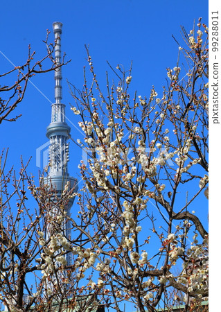 Kameido Tenjin Plum Festival Ume White Plum Blossoms and Skytree Kameido, Koto-ku, Tokyo 99288011