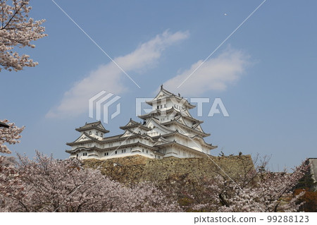 姬路城和櫻花 99288123