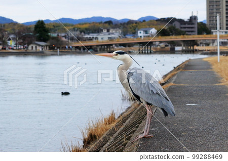 A gray heron on the banks of the Seta River A gray heron on the banks of the Seta River 99288469