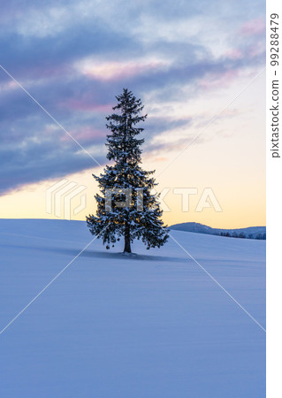 Biei/Christmas Tree Sightseeing in Hokkaido in Midwinter January Biei/Christmas Tree Sightseeing in Hokkaido in Midwinter January 99288479