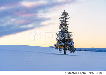 Biei/Christmas Tree Sightseeing in Hokkaido in Midwinter January Biei/Christmas Tree Sightseeing in Hokkaido in Midwinter January 99288480