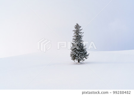 Biei/Christmas Tree Sightseeing in Hokkaido in Midwinter January Biei/Christmas Tree Sightseeing in Hokkaido in Midwinter January 99288482