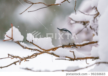 雪中的五子雀 北海道的野鳥 99288683