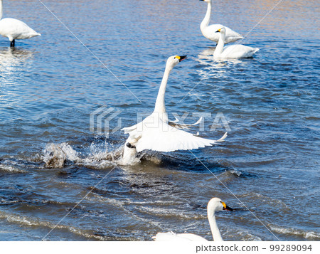 A wintering ground for swans: the graceful and dynamic fluttering of swans' wings in Sugo-numa, Ibaraki Prefecture A wintering ground for swans: the graceful and dynamic fluttering of swans' wings in Sugo-numa, Ibaraki Prefecture 99289094