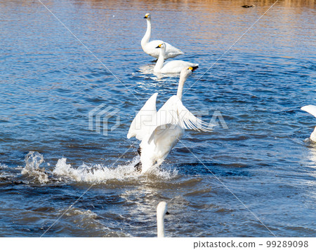 A wintering ground for swans: the graceful and dynamic fluttering of swans' wings in Sugo-numa, Ibaraki Prefecture 99289098