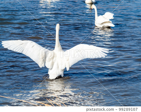 A wintering ground for swans: the graceful and dynamic fluttering of swans' wings in Sugo-numa, Ibaraki Prefecture 99289107