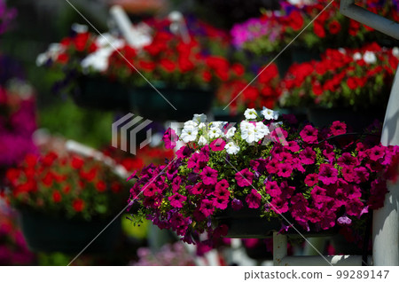 Petunia or Petunia-atkinsiana.Pots with petunias hanging on the wall. Petunia or Petunia-atkinsiana.Pots with petunias hanging on the wall. 99289147