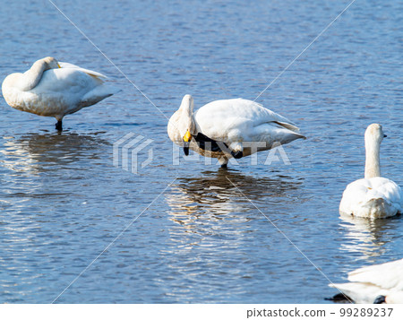 A wintering ground for swans: A flock of graceful and beautiful swans in Sugo-numa, Ibaraki Prefecture 99289237