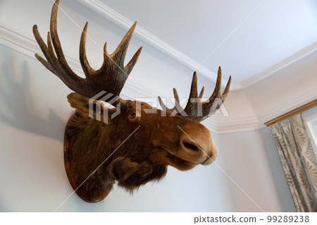 Stuffing moose head on the wall of hunter house. 99289238