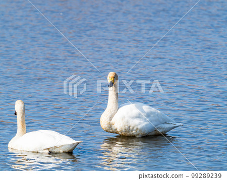 A wintering ground for swans: A flock of graceful and beautiful swans in Sugo-numa, Ibaraki Prefecture 99289239