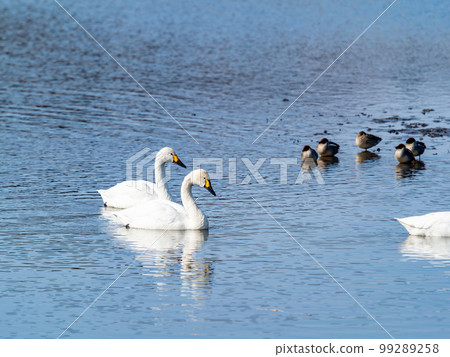 A wintering ground for swans: A flock of graceful and beautiful swans in Sugo-numa, Ibaraki Prefecture 99289258