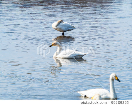 天鵝的越冬地：茨城縣須鄉沼，優雅美麗的天鵝群 99289265
