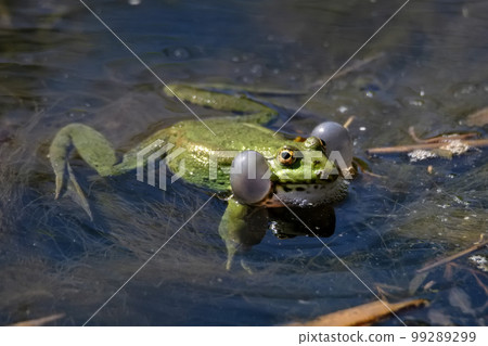 Pelophylax lessonae or Lake or Pool Frog.Frog in the pond. 99289299