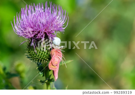 Carduus or plumeless thistles with spider and belephant hawk moth. 99289319