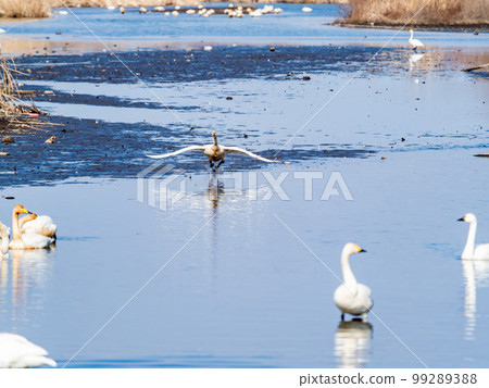 A wintering ground for swans: the graceful and dynamic fluttering of swans' wings in Sugo-numa, Ibaraki Prefecture A wintering ground for swans: the graceful and dynamic fluttering of swans' wings in Sugo-numa, Ibaraki Prefecture 99289388